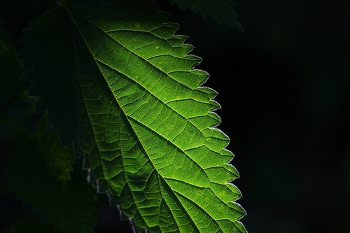 心理咨询师的自我成长和提高