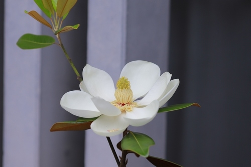 正念减压可以治疗暴饮暴食吗