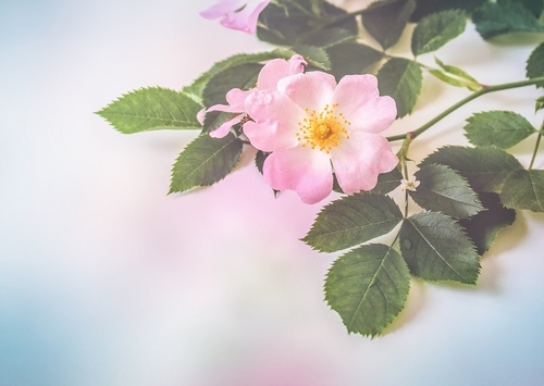 意象对话技术的理论基础